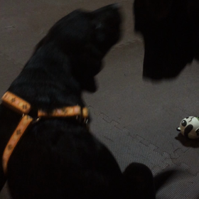 4日目の朝の画像