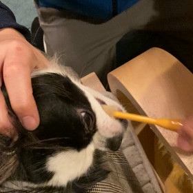 ペットへのマイクロチップについての画像