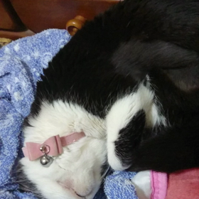 ベルちゃんの本当の四十九日の画像