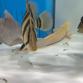 激レア ボルニオ スーパーイエロー！！の画像