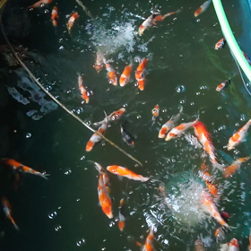 大きくなりました。の画像