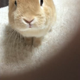 すごいね羽生選手の画像