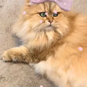 春うららの画像