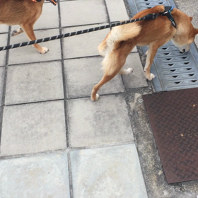 仲良しなあんちゃんところちゃんの画像