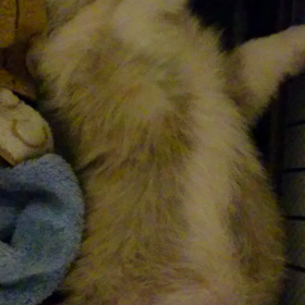 キューピーの画像