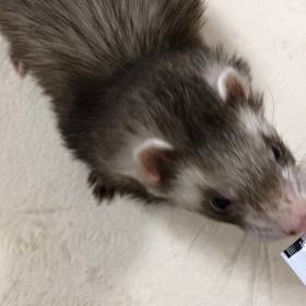 新しいおやつ再チャレンジの画像