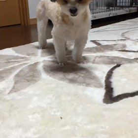 朝から癒されるぅ〜の画像