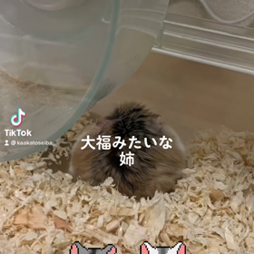 私の癒し①の画像