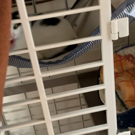 シャーっと言いつつ触られたい琴ちゃん【動画】の画像