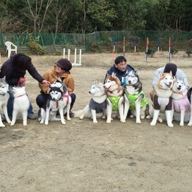 ハスキーの集合写真の画像