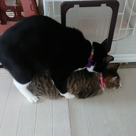 チョロとクロ。の画像