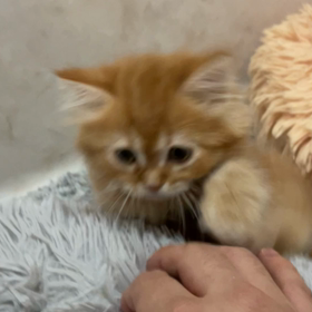 モフモフ通信4/15その1の画像