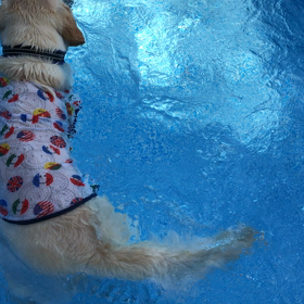 マイプール始めました！の画像