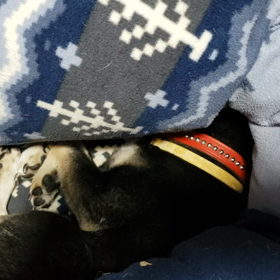 すやすや(。-ω-)zzzの画像