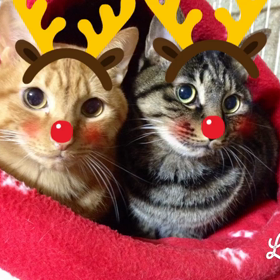 トナカイじゃない❣️の画像