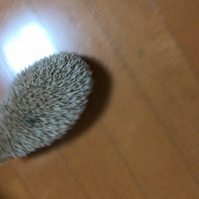 ハリ坊朝太、寝落ち直前のハイテンション⁈の画像