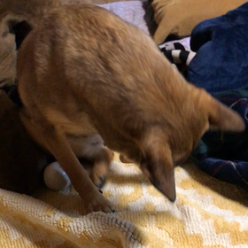 ボリボリの画像