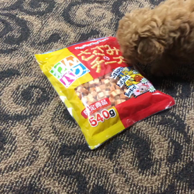 ☆お手ができるように☆の画像