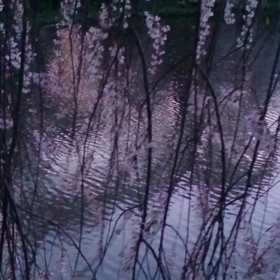 水辺で揺れる垂れ桜かなの画像