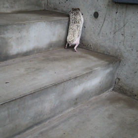 萬寿初めての散歩と旅デビュー☆の画像