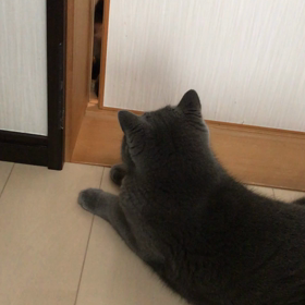 小鉄と獅子丸の画像