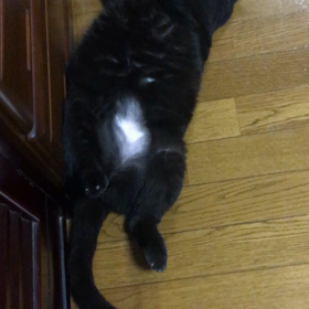 夕食後、ぽよ子暴走の画像