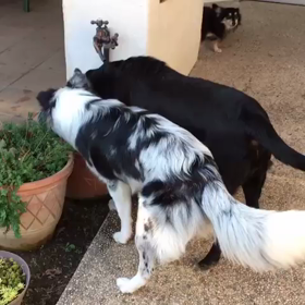 りんとららの画像