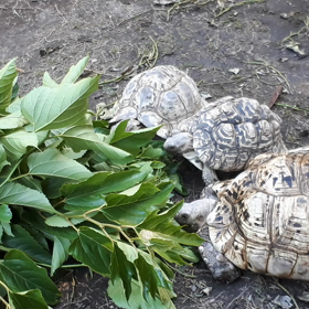 ヒョウモンガメ3の画像