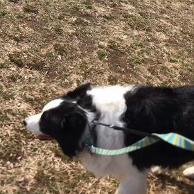 ♪お散歩動画♪代々木公園♪①の画像