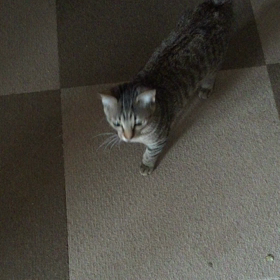 こねこなくの画像