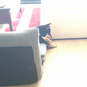 いつもの光景（雪動画）の画像