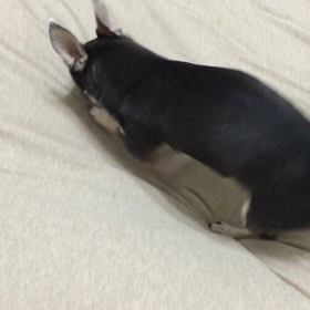 掘ってますの画像