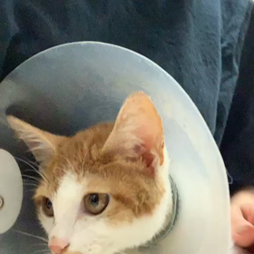 茶太郎くん  経過良好の画像