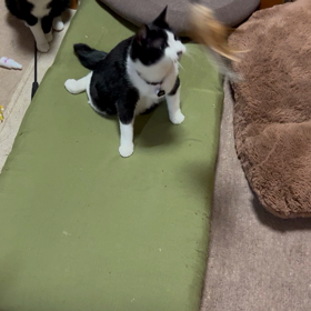 遊ぶじょの画像