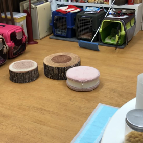 障害物走。の画像