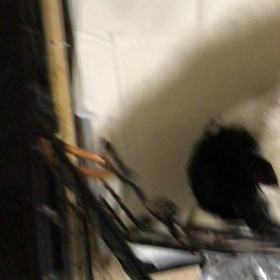 ボーダーコリ ー 販売中 子犬の画像