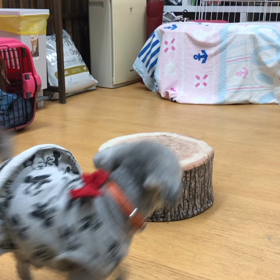 サン編。の画像