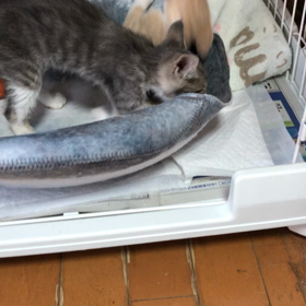 風邪ひき仔猫の経過の画像