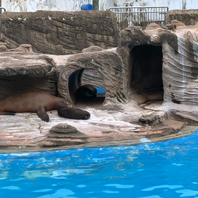 東山動物園 〜人間もアシカも一緒なのねの画像