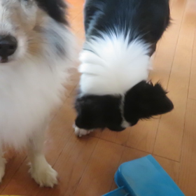 何も落ちてないよの画像