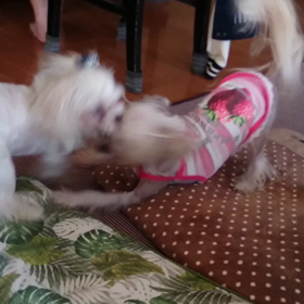 男子禁制の画像