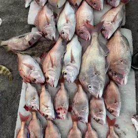 令和３年８月26日(木)　☁️曇り時々雨の画像