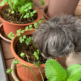 ベランダビュッフェの画像