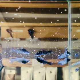 メダカの紹介動画をどうぞ！！～ブラックメダカ～の画像