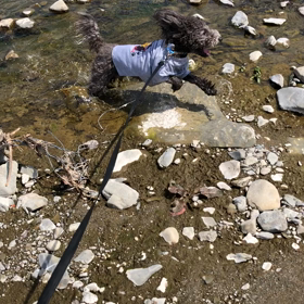 川辺でお散歩✨動画　の画像