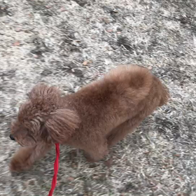 ♪お散歩動画♪代々木公園♪の画像