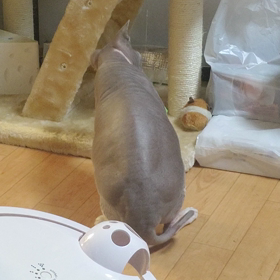 居なくなったにゃり〜の画像