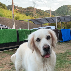 Bのクリッカートレーニングの画像