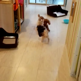 くるみちゃんvsハピコの画像