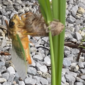 凄いの発見の画像